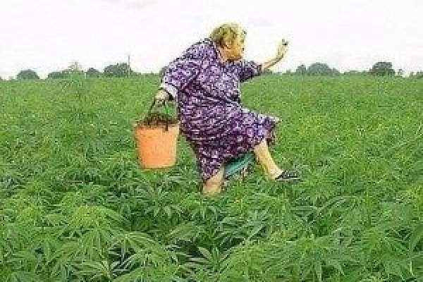 Рабочая ссылка кракен маркетплейс