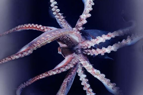 Kraken13at