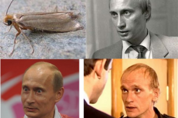Как попасть на сайт кракен