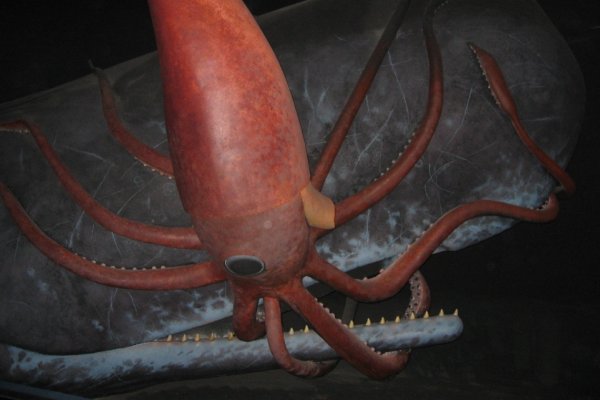 Кракен магазин krakens13 at