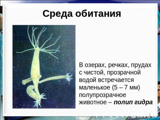 Kraken21 at сайт