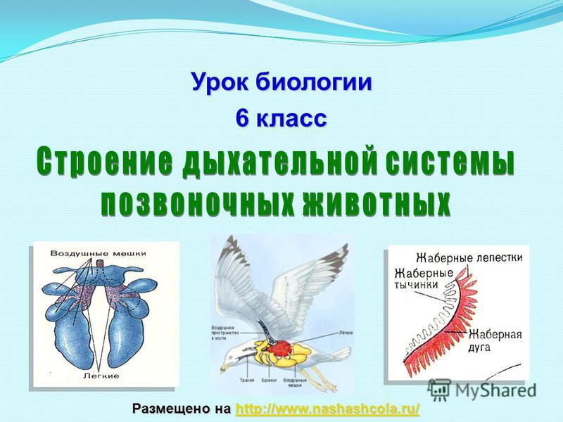 Блэкспрут зеркало кракен